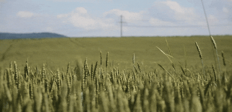 grass