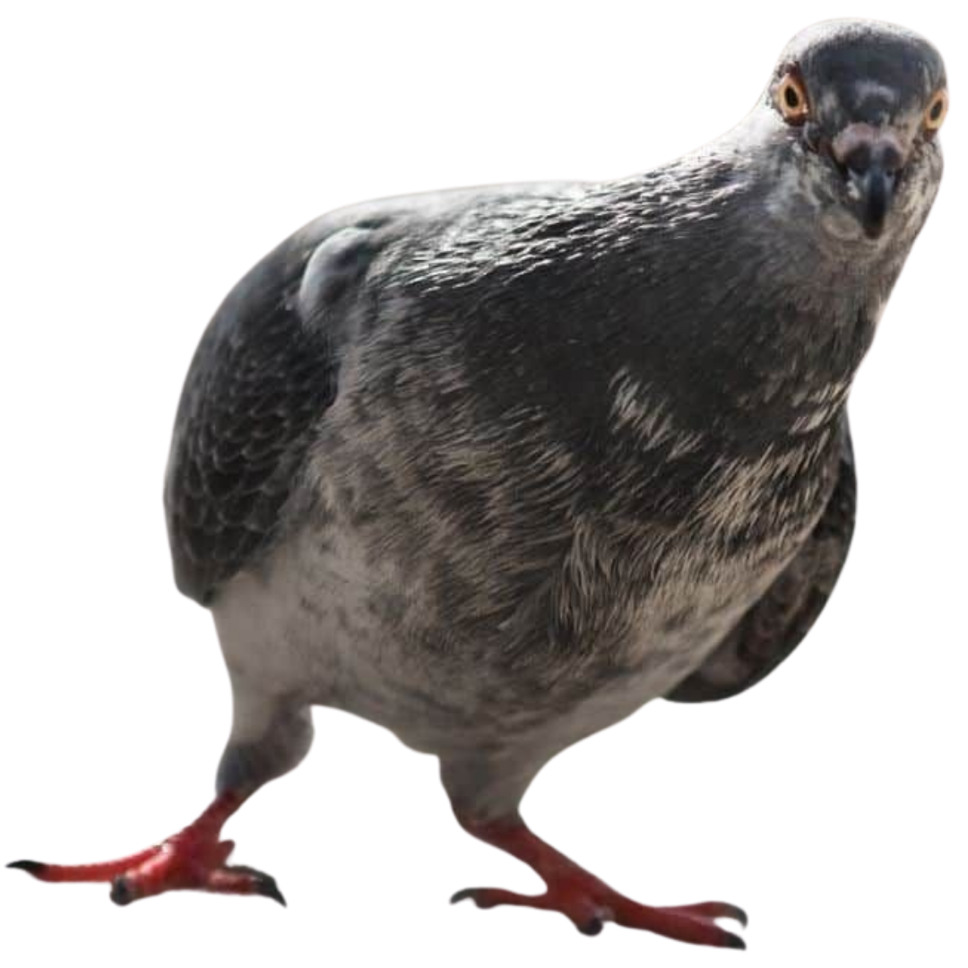 ADV Social per aziende locali