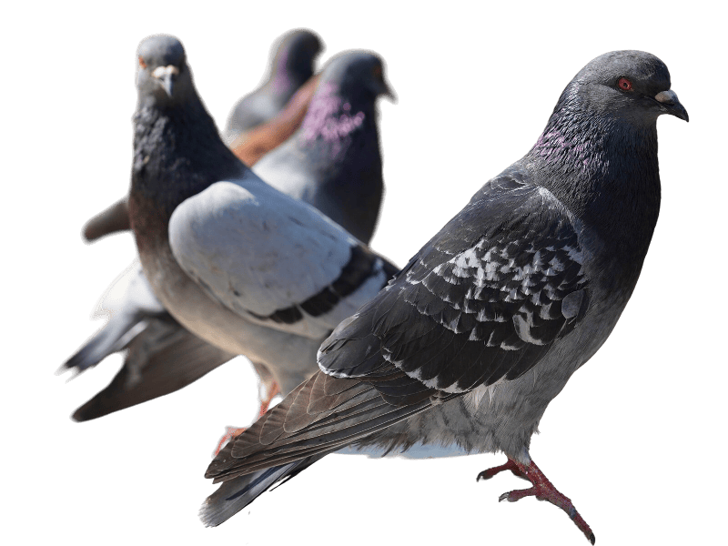 ADV Social per aziende locali: metodo pratico per budget, struttura e risultati